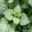 Lamium maculatum - White Nancy foliage