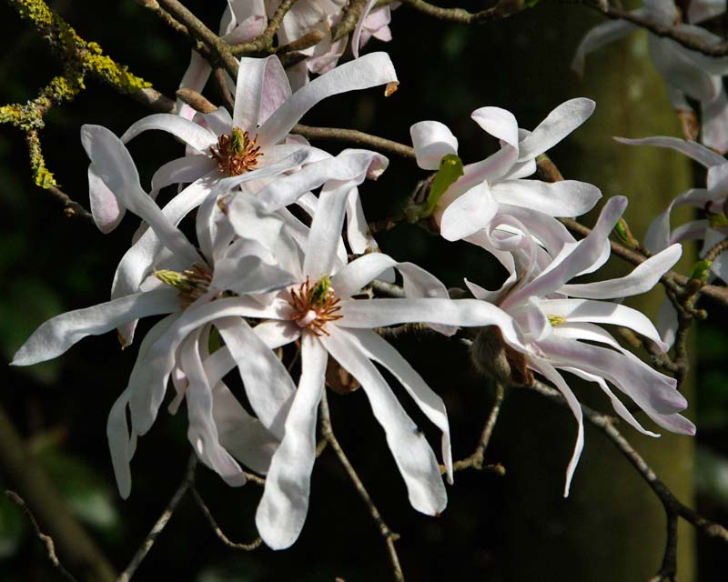 white flowers of Magnolia stellata -  Giverny Garden, France