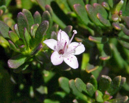 Myoporum parvifolium GardensOnline