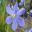 Orthrosanthus multiflorus | GardensOnline