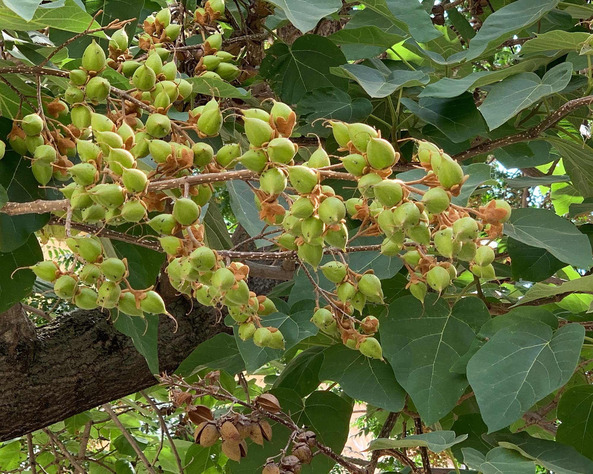 Paulownia tomentosa, fruits