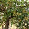 Paulownia tomentosa