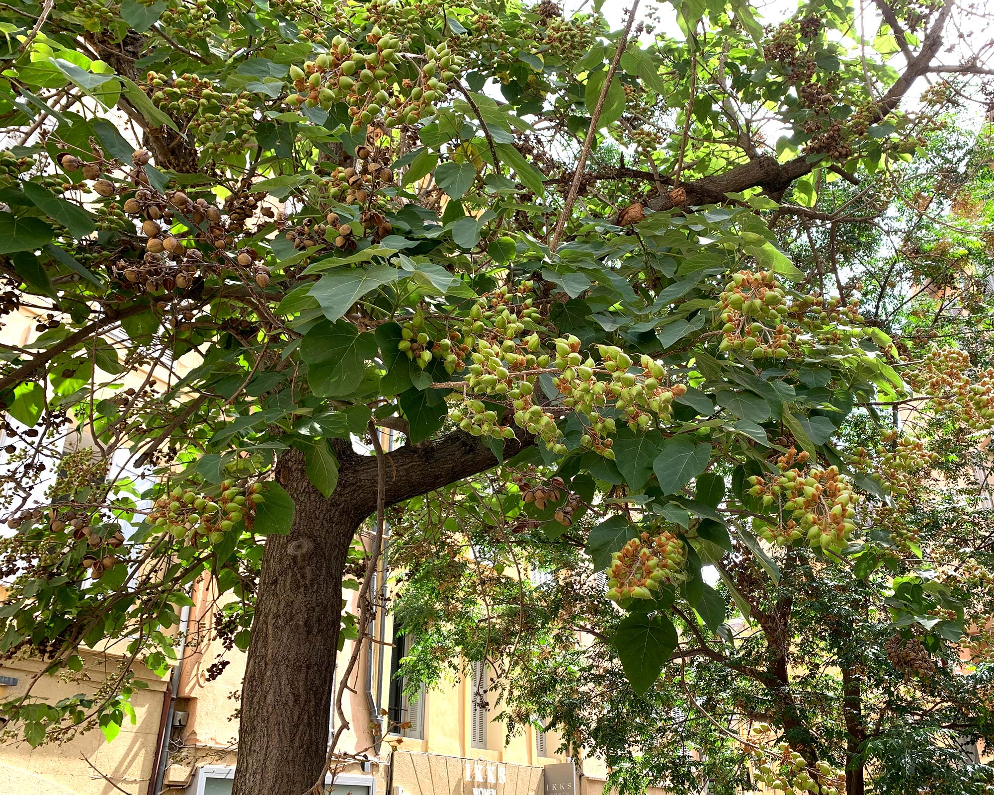 Paulownia tomentosa