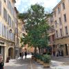 Paulownia tomentosa in the South of France