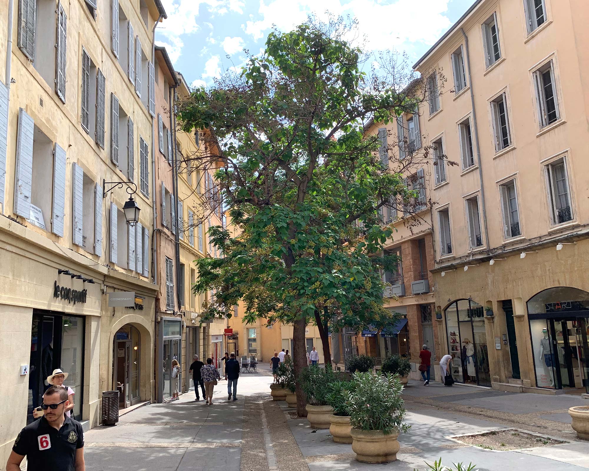 Paulownia tomentosa in the South of France