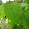 Paulownia tomentosa leaf