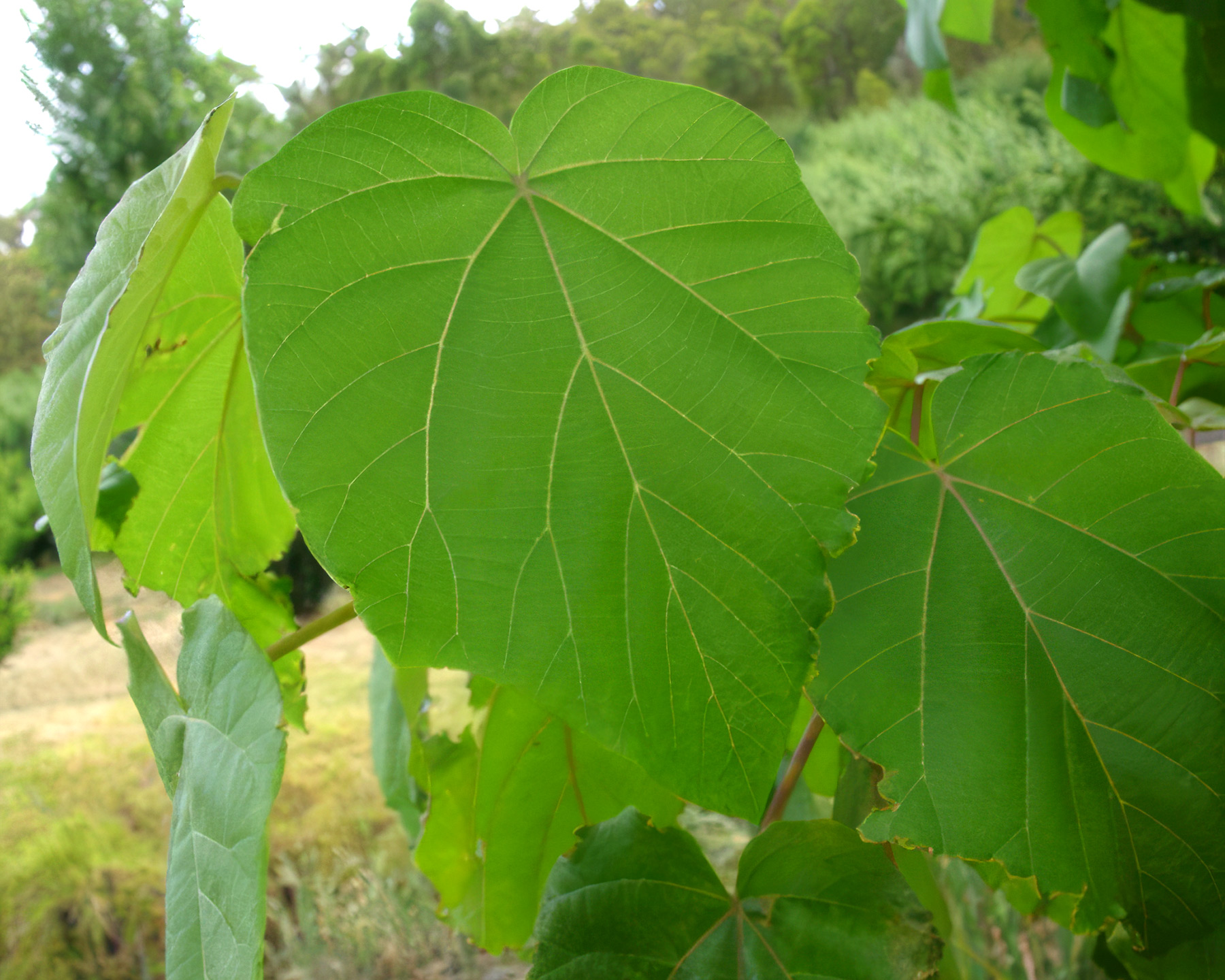 Paulownia tomentosa leaf