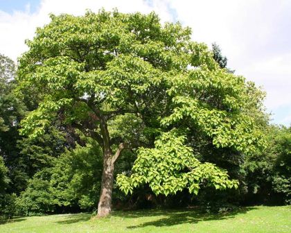 Paulownia tomentosa Empress or Foxglove Tree - photo by Jean-Pol Grandmont