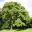 Paulownia tomentosa Empress or Foxglove Tree - photo by Jean-Pol Grandmont