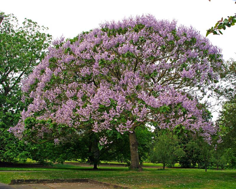 Paulownia fortunei (Dragon Tree)