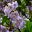 Paulownia kawakamii, the Sapphire Dragon Tree