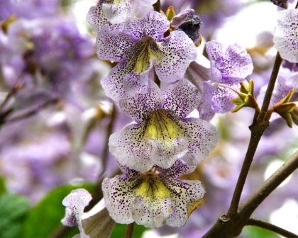 Paulownia kawakamii, the Sapphire Dragon Tree