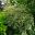 Philadelphus coronarius Variegata - green leaves with white edges