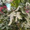 Pieris japonica spring flowers and deep pink new foliage