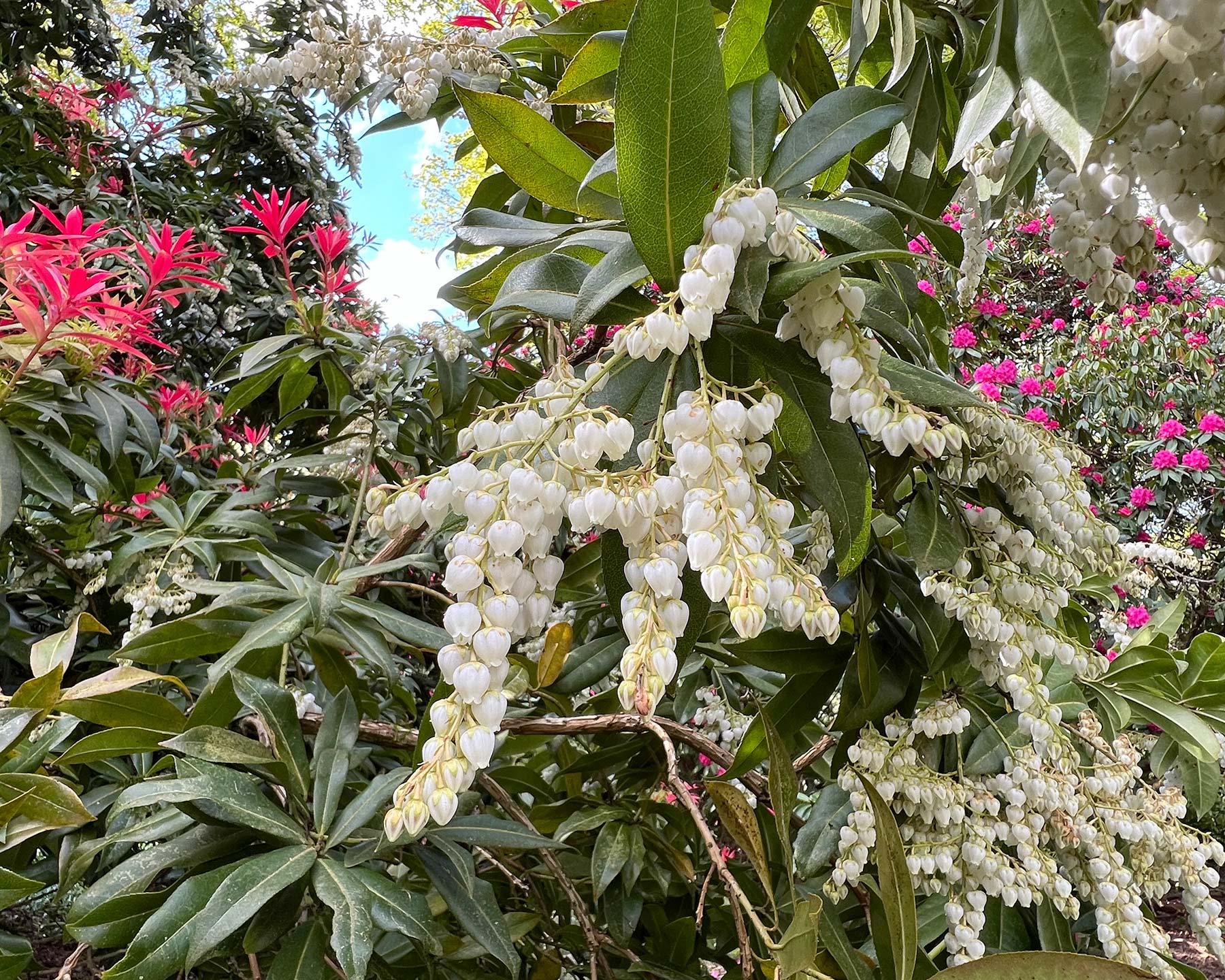 Pieris japonica spring flowers and deep pink new foliage