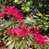 Pieris japonica - bright pink new foliage