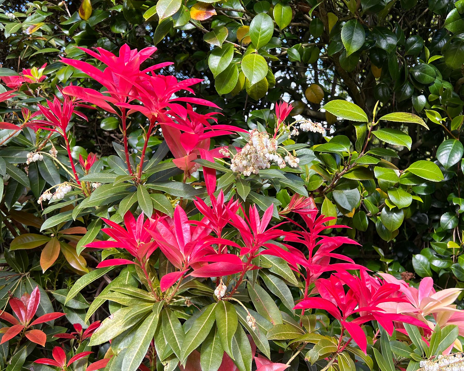 Pieris japonica - bright pink new foliage