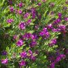 Polygala myrtifolia Grandiflora | GardensOnline