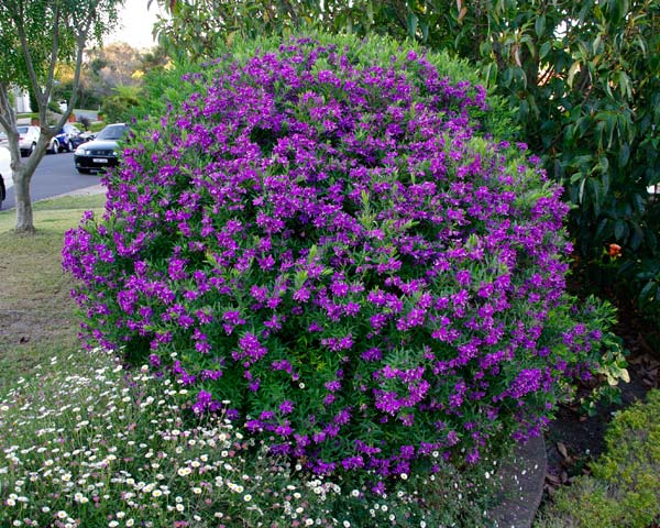 GardensOnline: Polygala grandiflora