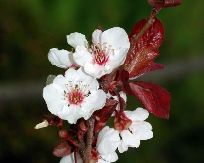 Prunus cerasifera nigra - Black Cherry Plum - photo Dawsons Garden World