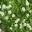 Sagina subulata Aurea | GardensOnline