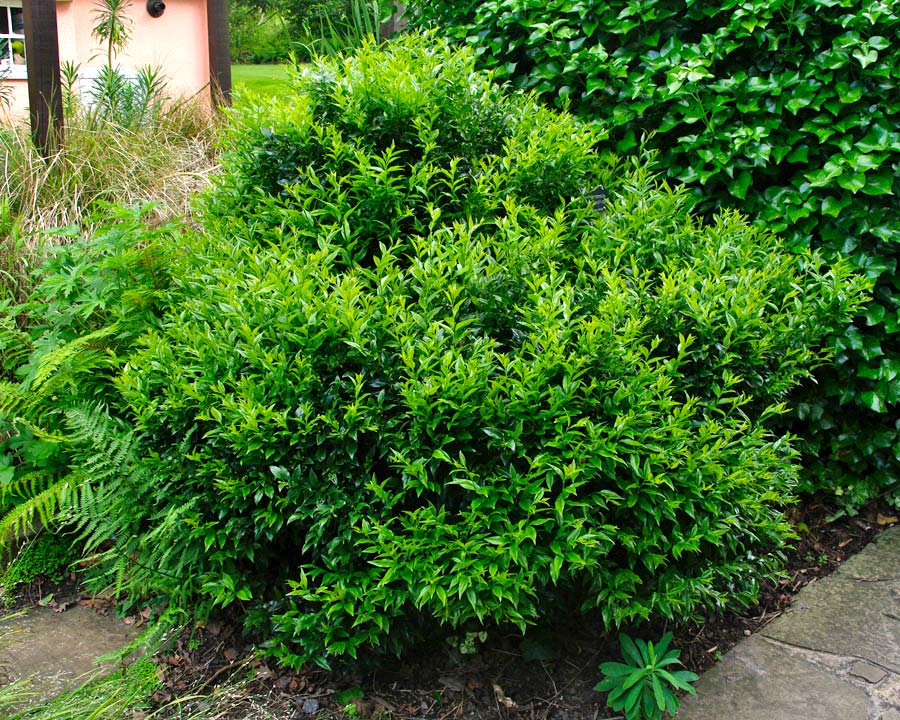 Sarcococca confusa | GardensOnline