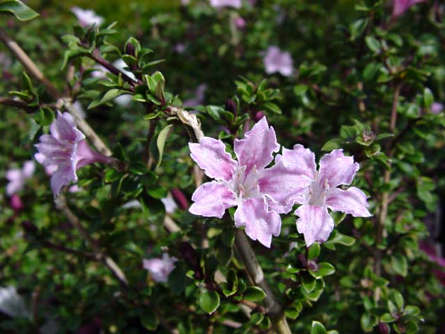 GardensOnline: Serissa foetida