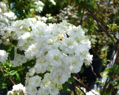 Spiraea thunbergii GardensOnline