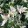 Trachelospermum jasminoides Tricolour | GardensOnline