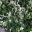 Trachelospermum jasminoides Tricolour | GardensOnline