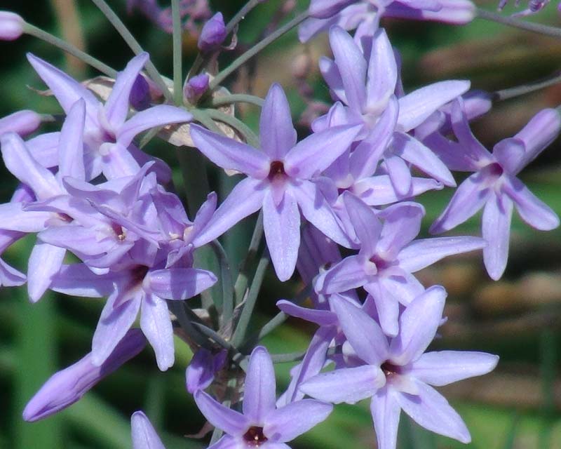 Tulbaghia violacea, Society Garlic