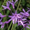 Tulbaghia violacea