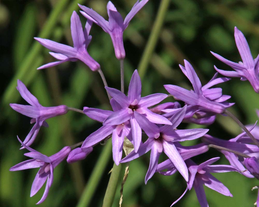 Tulbaghia violacea