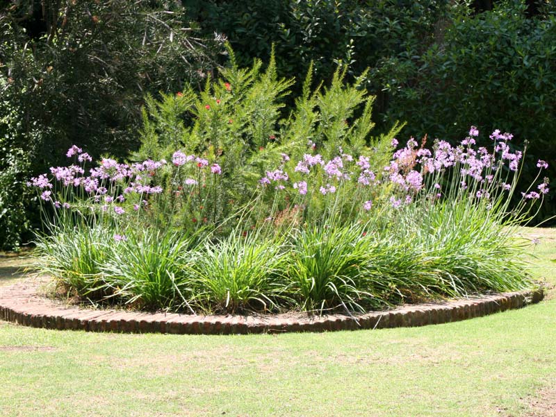 Tulbaghia violacea often known as Society Garlic makes an attractive border plant