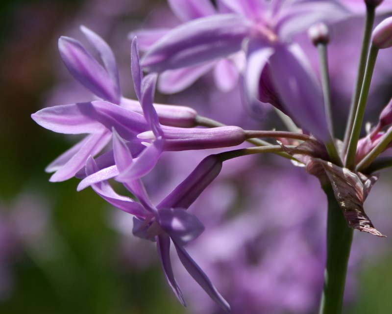 Tulbaghia violacea - mauve flowers