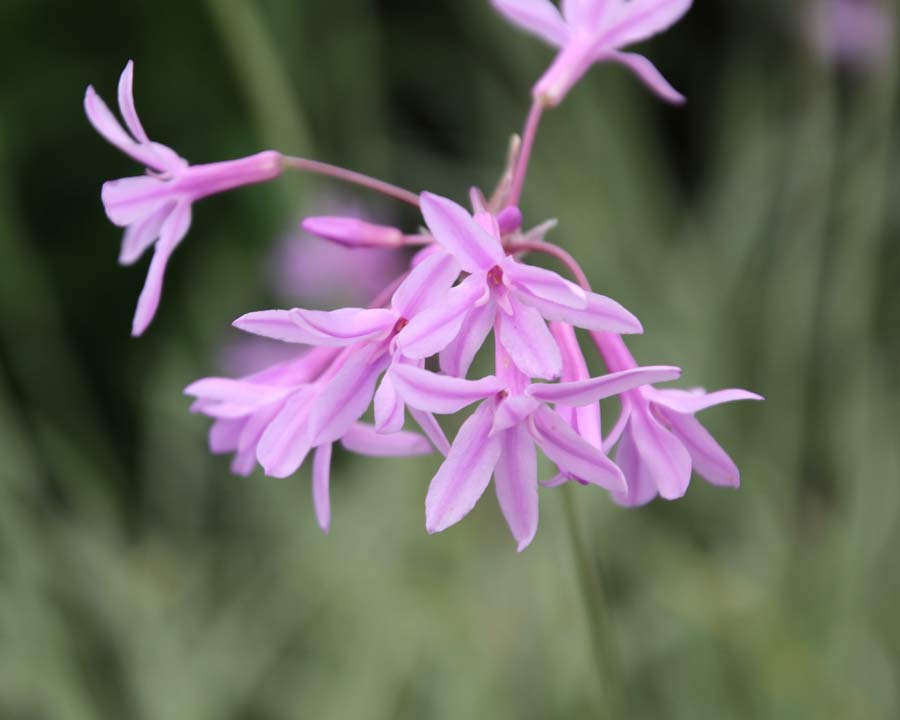 Tulbaghia violacea 'Silver Lace'  - Pale Pink Flowers