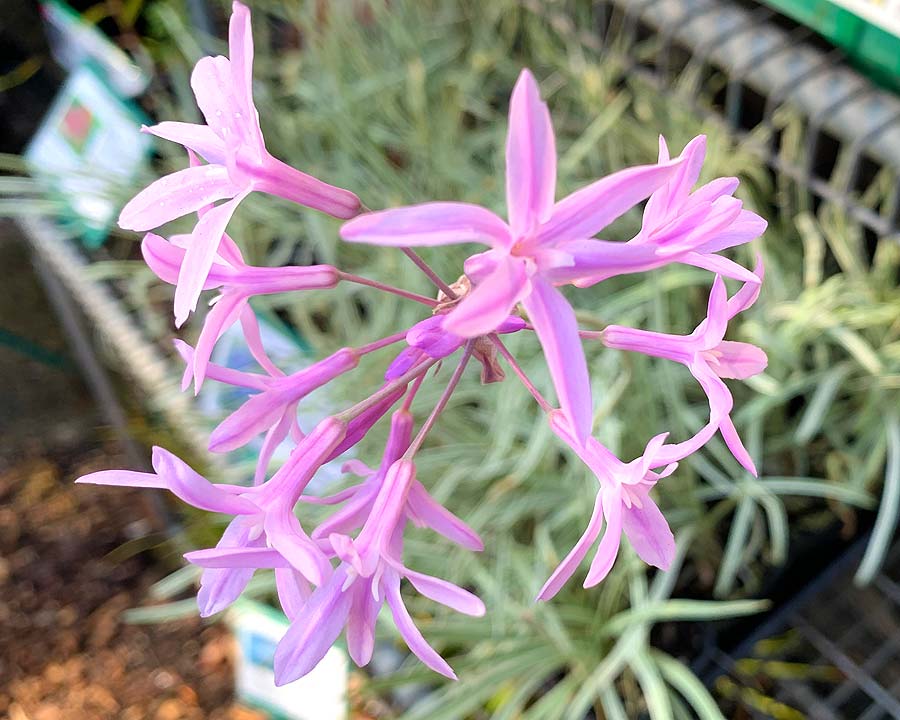 Tulbaghia violacea variegata