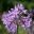 Tulbaghia violacea - an umbel of mauve flowers set  on a tall stem above the strap like leaves