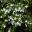 Westringia longifolia | GardensOnline