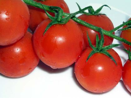 Lycopersicon esculentum var Cerasiforme - Cherry tomatoes photo by Revital Salomon