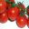 Lycopersicon esculentum var Cerasiforme - Cherry tomatoes photo by Revital Salomon