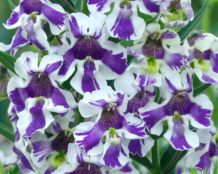 Angelonia Angustifolia Angel Mist Purple Stripe Gardensonline