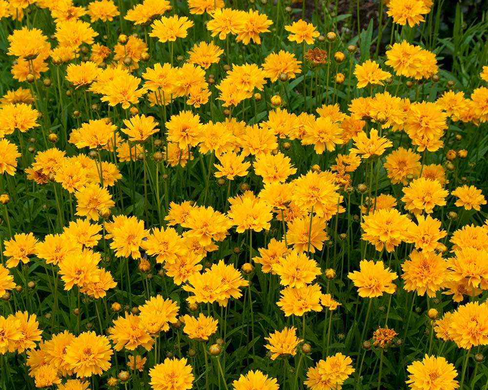 Coreopsis grandiflora | GardensOnline