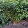 Bambusa ultiplex 'Alphonso Karri'
