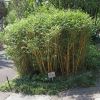 Bambusa multiplex - a low growing cultivar 'Alphonse Karr'