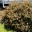 GardensOnline: Banksia marginata