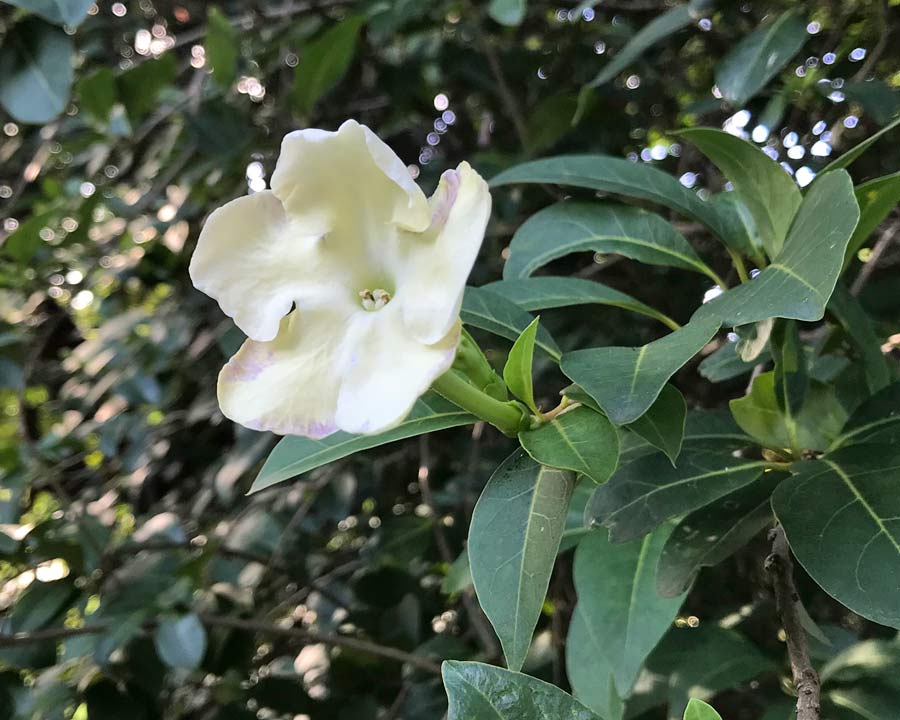 creamy white fragrant flowers of Brunfelsia americana