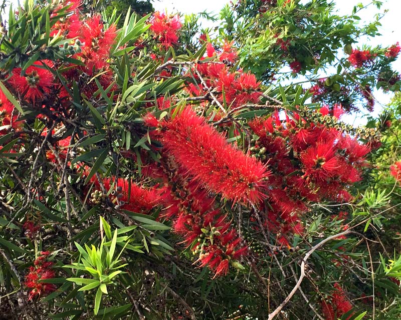 Callistemon viminalis