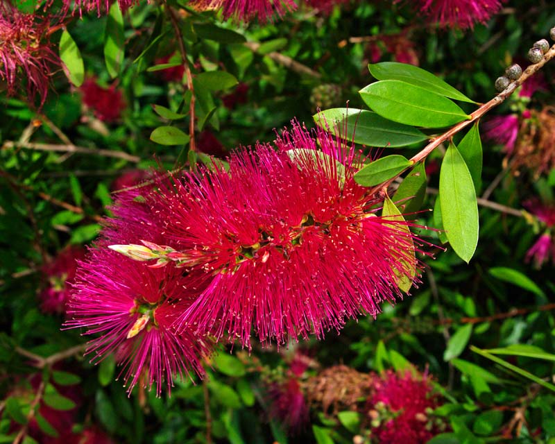 Callistemon viminalis, this is cultivar HotPink