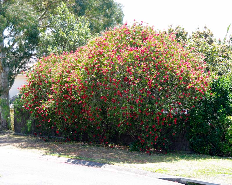 Callistemon viminalis